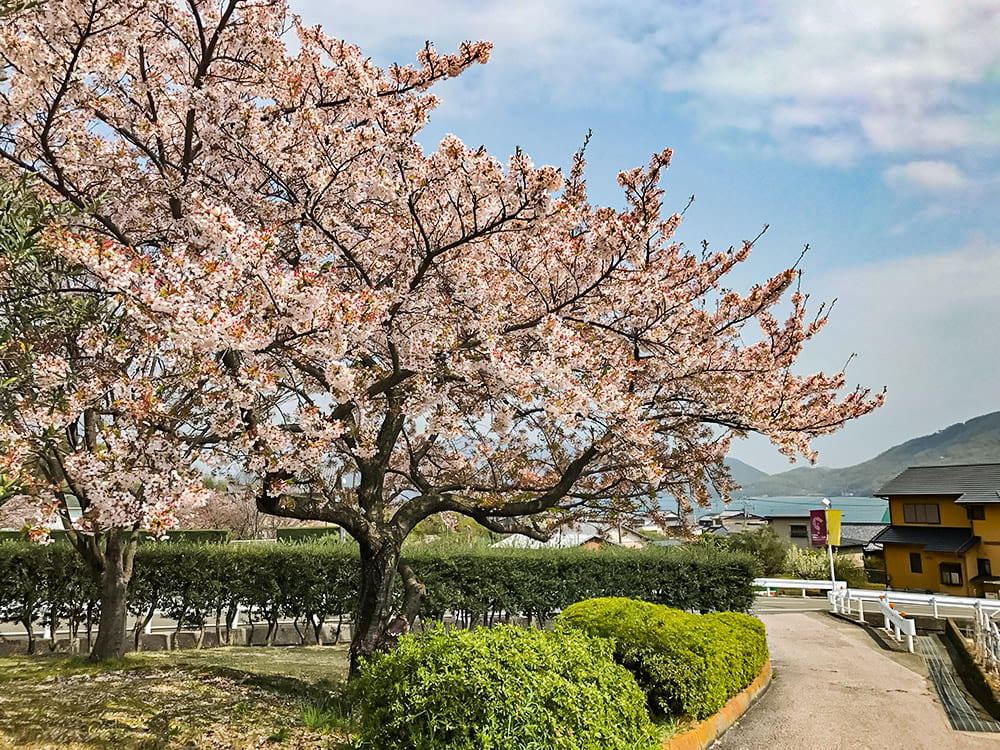 小豆島 橄欖公園櫻花