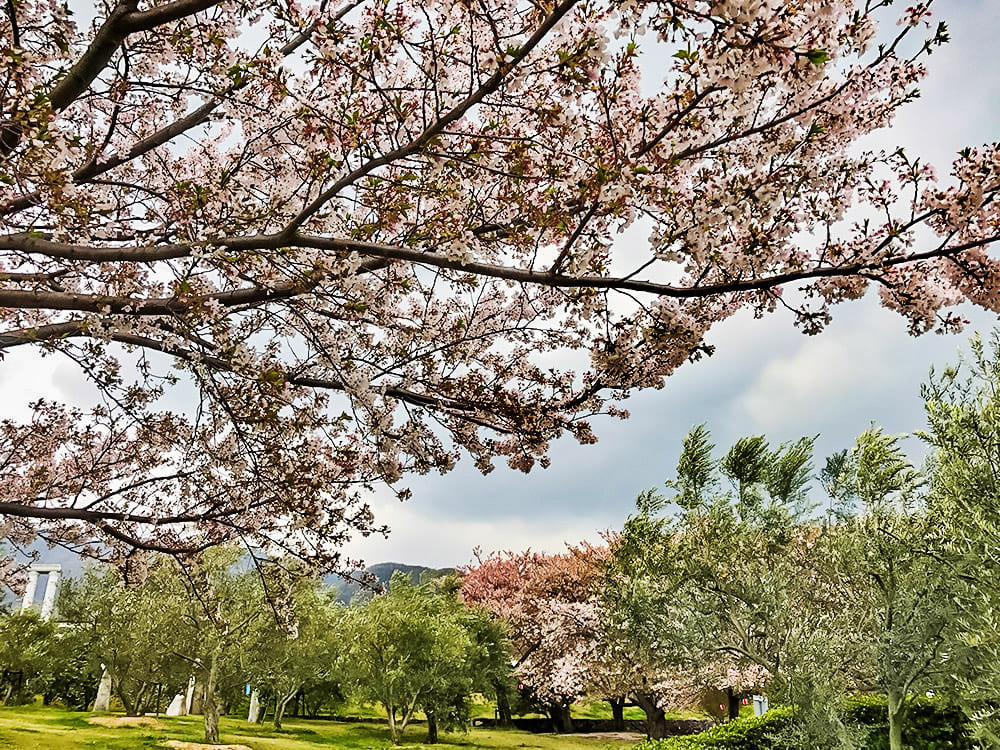 小豆島 橄欖公園 櫻花