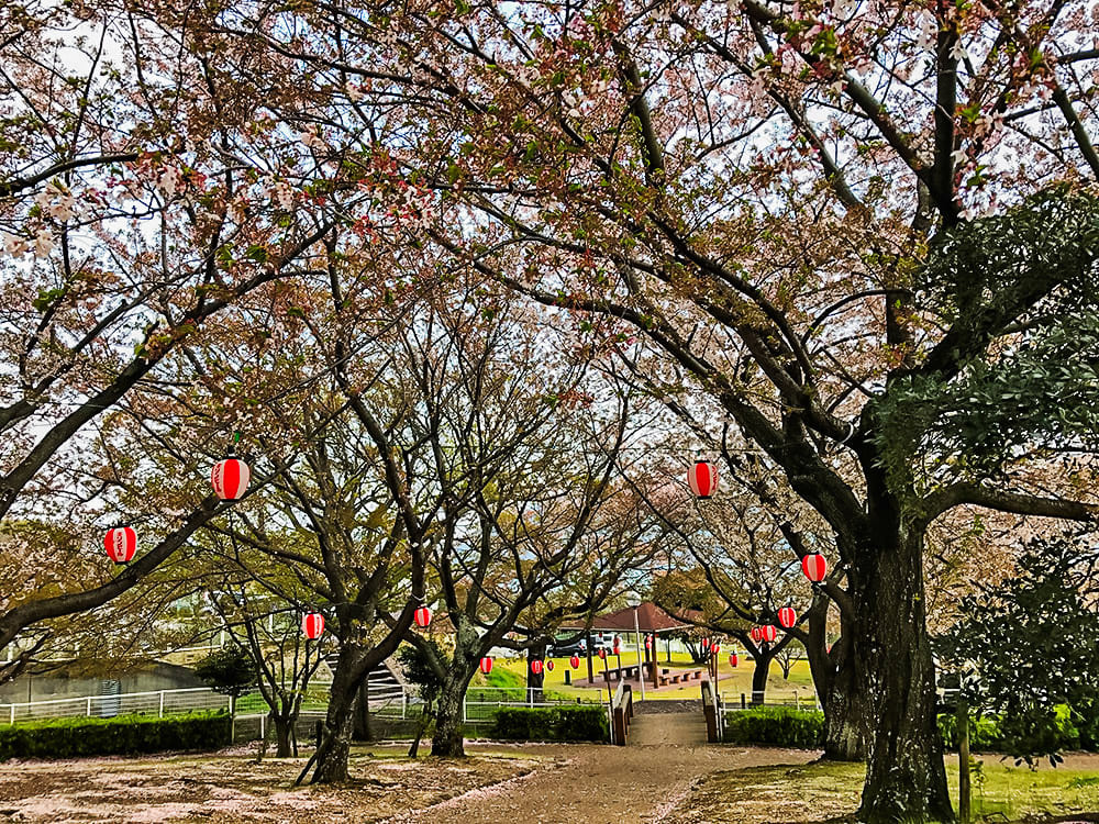 小豆島 橄欖公園 櫻花