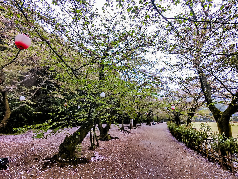 栗林公園 櫻花